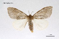 藏品(端白毒蛾)的圖片